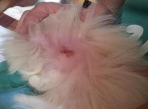 猫狗异味太重,猫狗也会脚臭吗