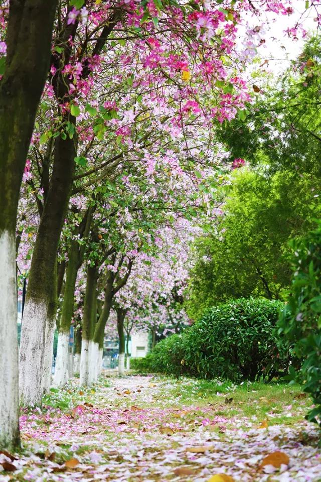 柳州市第十二中学农志勋,柳州市第十二中学许尧