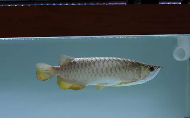 龙鱼鳍尾修复,龙鱼过背成长视频