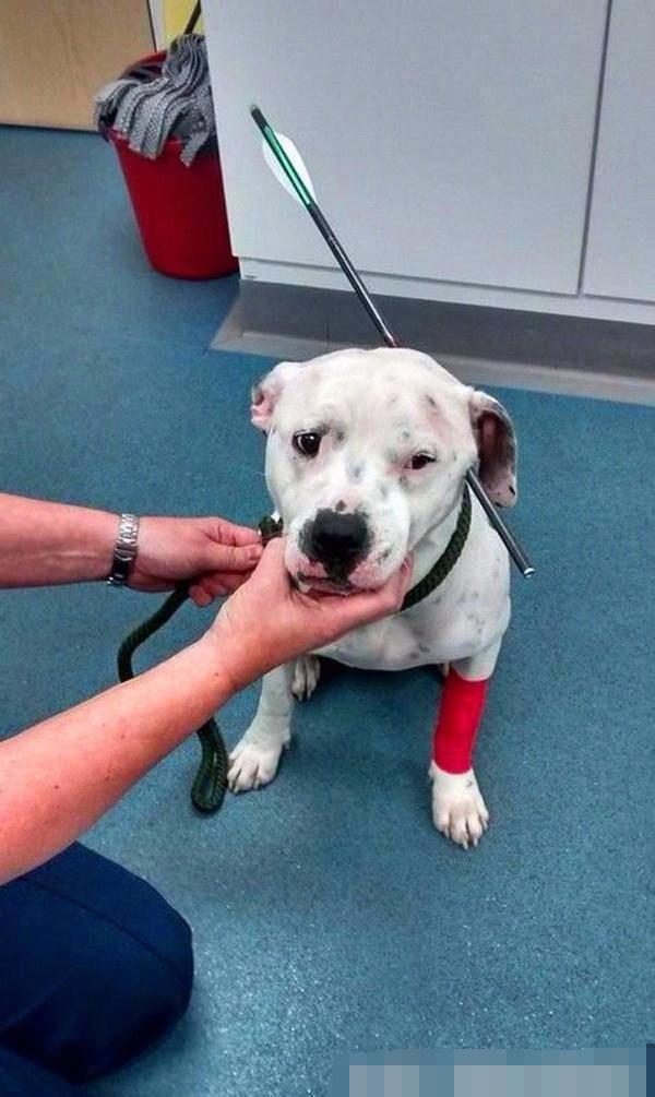 流浪狗被箭射穿后续救助人,流浪狗被箭射伤后续