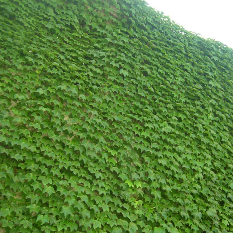 螺旋宇宙的奥秘,螺旋的未解之谜