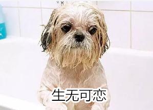 猫狗异味太重,猫狗也会脚臭吗