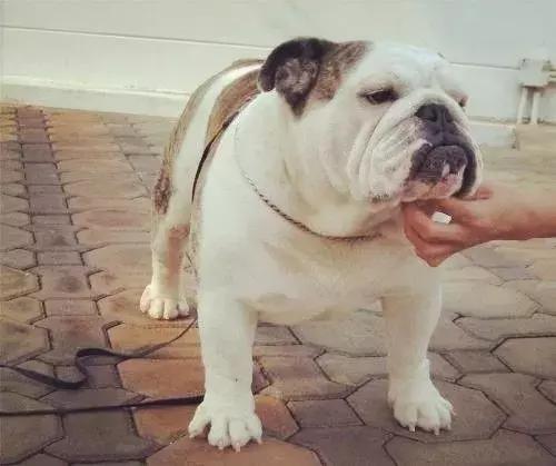 怎样训练斗牛犬上厕所,怎样训练斗牛犬去厕所拉屎