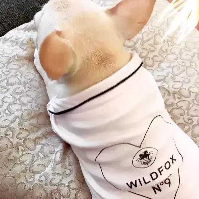 怎样训练斗牛犬上厕所,怎样训练斗牛犬去厕所拉屎