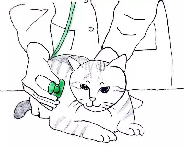 关于猫咪怀孕和生小猫