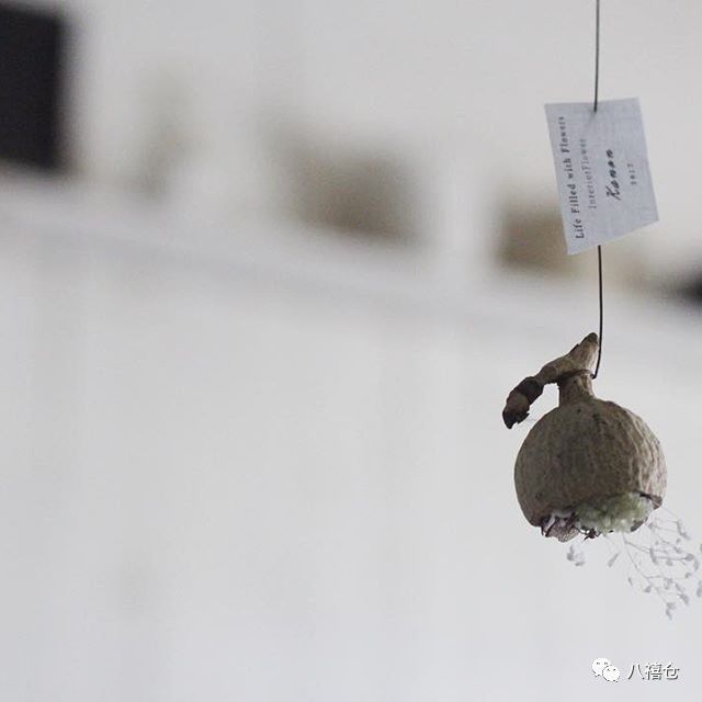 干花和假花有什么区别呀,干花品种及图片大全