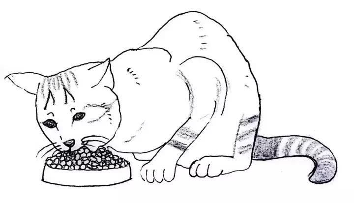 关于猫咪怀孕和生小猫