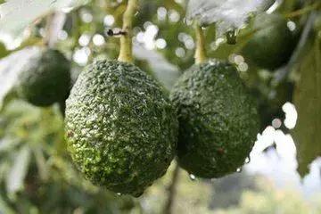 小众水果排行榜前十名,小众水果