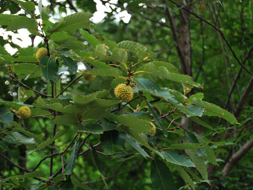 未来赚钱的行业农业,有哪些收益比较高的农产品