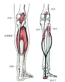 小腿肚子粗怎样通过锻炼改善,小腿粗怎么改善最好视频