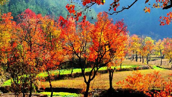 未来赚钱的行业农业,有哪些收益比较高的农产品