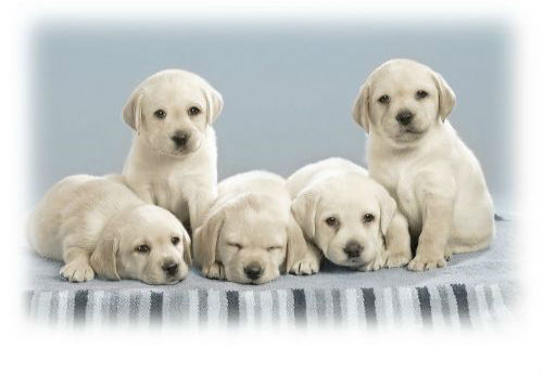 关于忠犬的9部电影推荐，看看有没有你家“那位”的影子