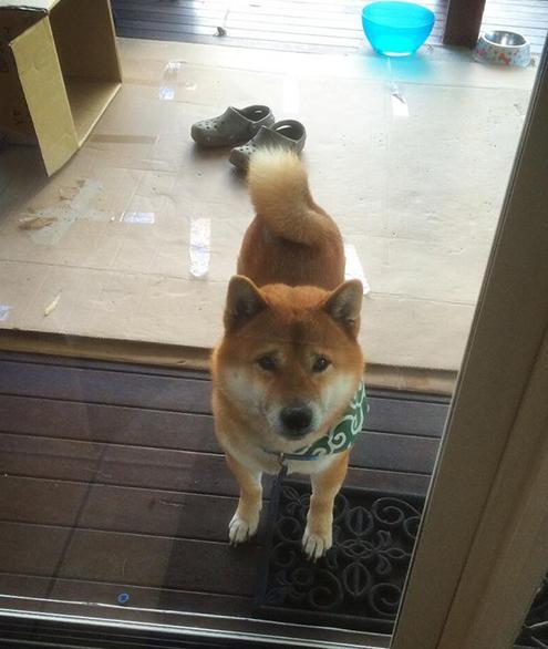 狗狗坏习惯的纠正训练,道格狗狗