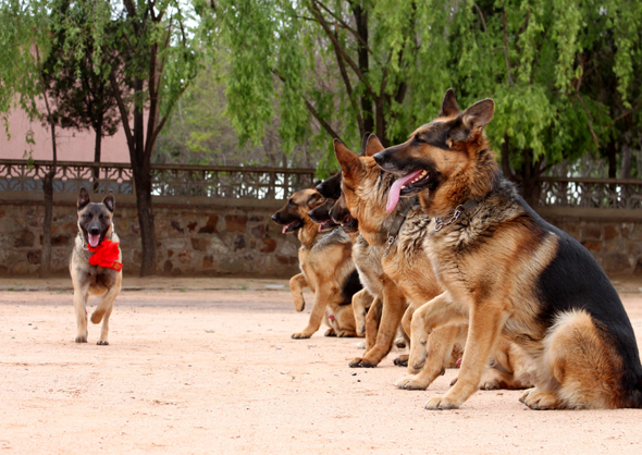 关于忠犬的9部电影推荐，看看有没有你家“那位”的影子