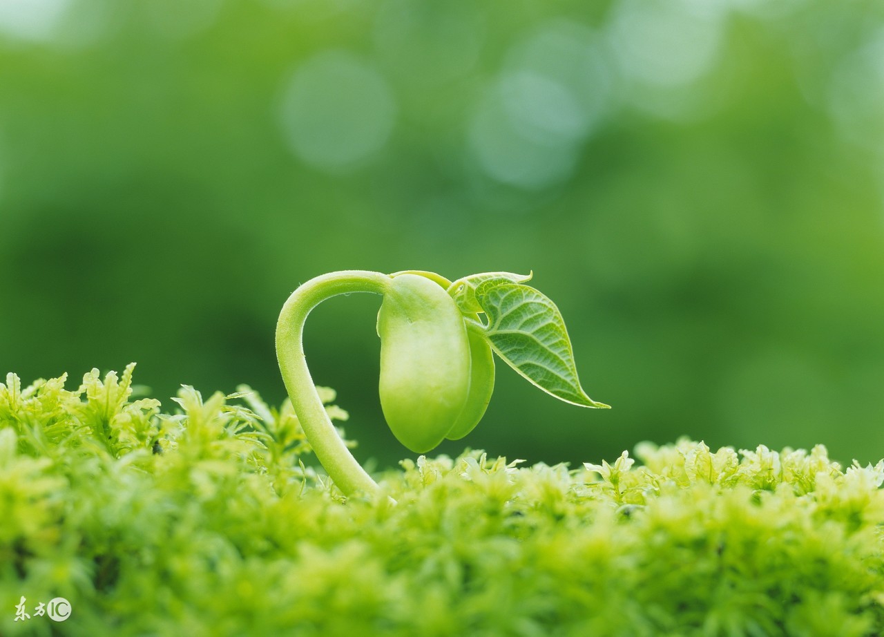 生旺死绝表解说,生旺死绝表解释详细