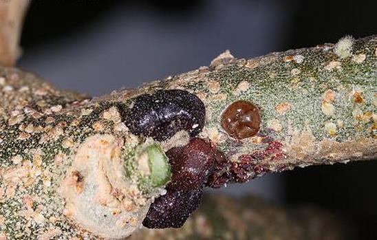 未来赚钱的行业农业,有哪些收益比较高的农产品