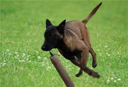 马犬拉稀怎么办？拉稀症状及治疗方法介绍！