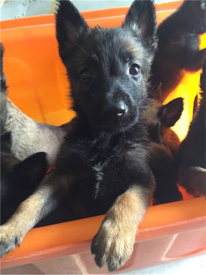 马犬拉稀怎么办？拉稀症状及治疗方法介绍！