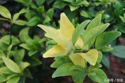 如何处理黄龙病果园,黄龙病还能种吗