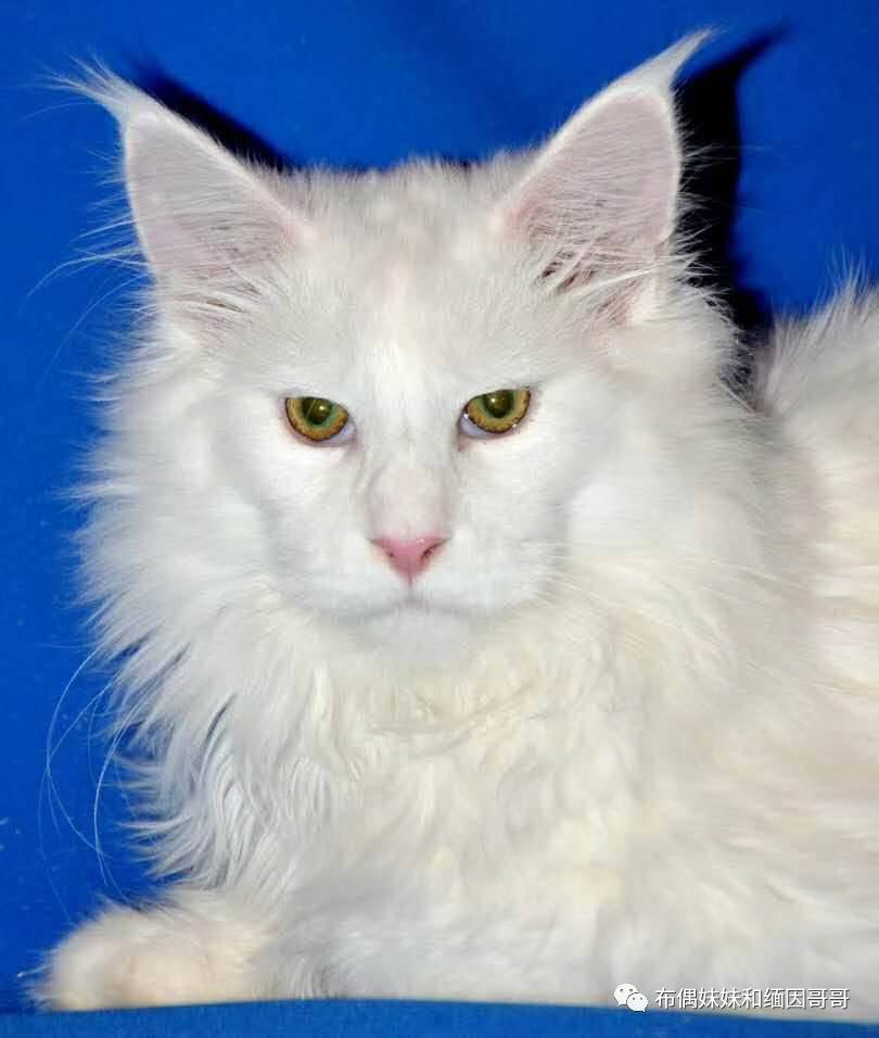 俄罗斯接回来的缅因猫,俄罗斯缅因猫多少钱一只