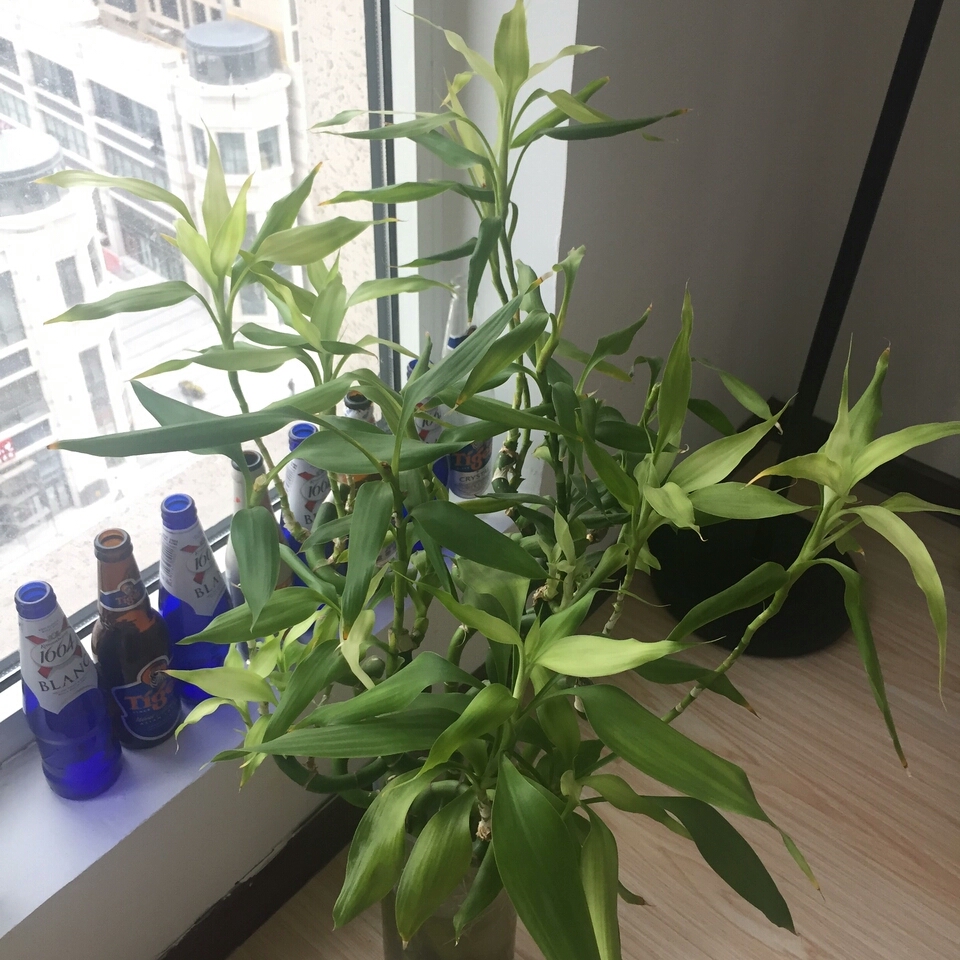 富贵竹越养越瘦是怎么回事,富贵竹越养越黄怎么办