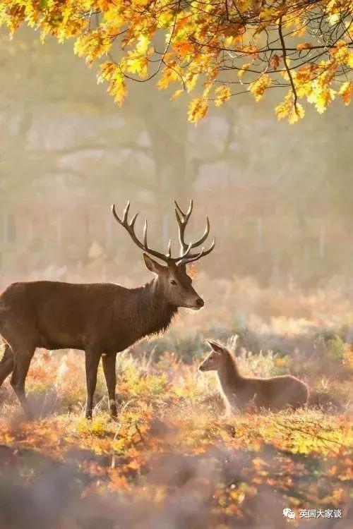 华人伦敦遭鹿攻击酿惨剧，事发地里士满公园警告：务必离鹿50米！