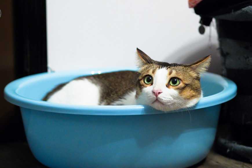 猫咪牙龈红肿口臭怎么治疗,猫咪口臭怎么治最有效的方法