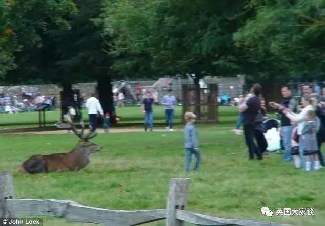 华人伦敦遭鹿攻击酿惨剧，事发地里士满公园警告：务必离鹿50米！