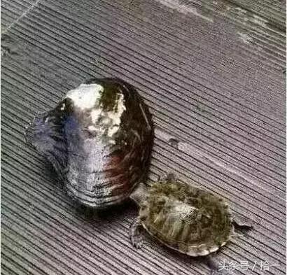 小伙子，听说你咬人不撒嘴，咱俩比比