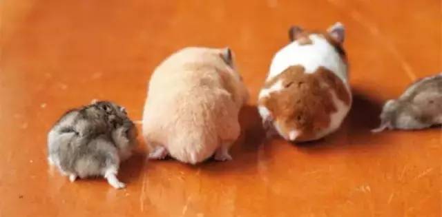 仓鼠前腿长了个大包怎么回事,仓鼠长了一个红色的疙瘩行动缓慢