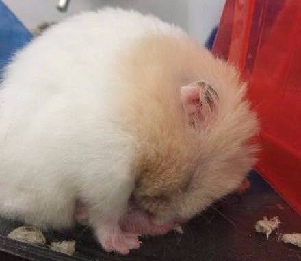 仓鼠前腿长了个大包怎么回事,仓鼠长了一个红色的疙瘩行动缓慢