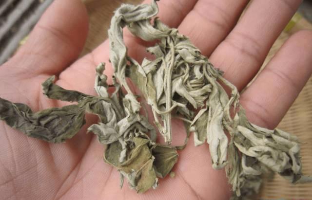 艾叶是女人的养生草艾叶的那些功效，应该早点知道