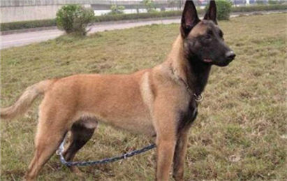 马犬拉稀怎么办？拉稀症状及治疗方法介绍！