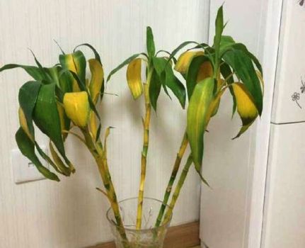 富贵竹越养越瘦是怎么回事,富贵竹越养越黄怎么办