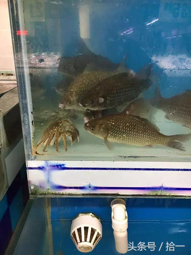 小伙子，听说你咬人不撒嘴，咱俩比比