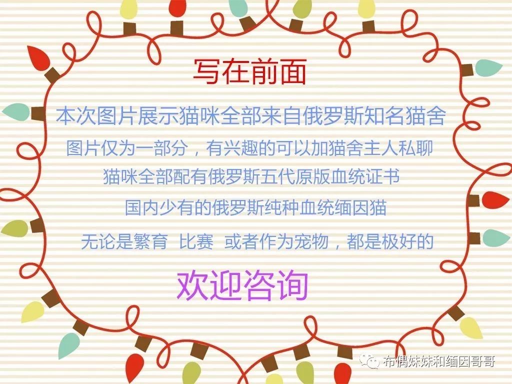 俄罗斯接回来的缅因猫,俄罗斯缅因猫多少钱一只