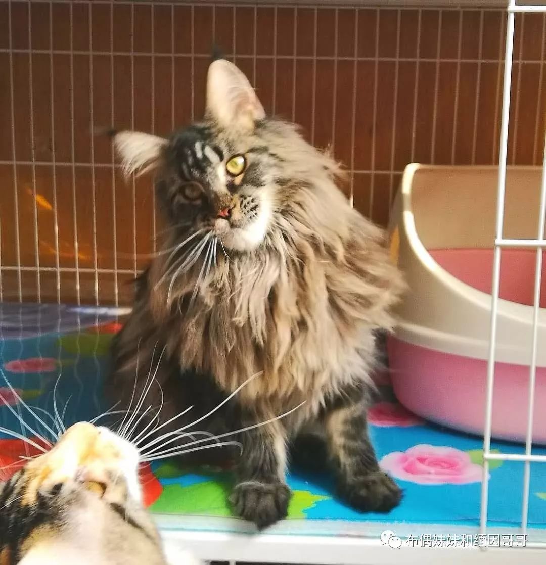 俄罗斯接回来的缅因猫,俄罗斯缅因猫多少钱一只