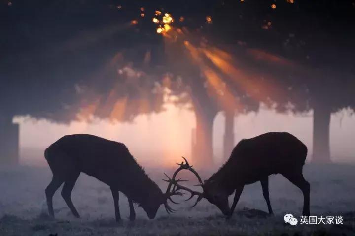 华人伦敦遭鹿攻击酿惨剧，事发地里士满公园警告：务必离鹿50米！