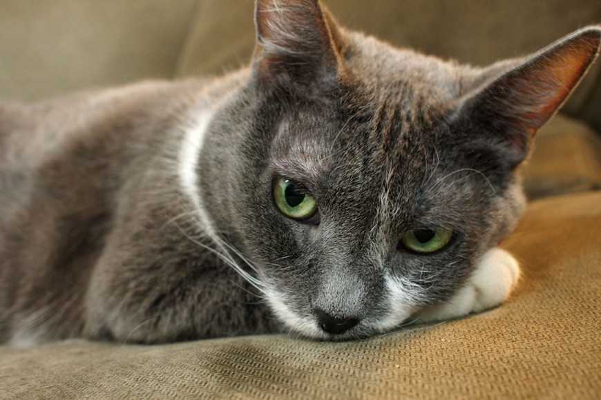 猫咪牙龈红肿口臭怎么治疗,猫咪口臭怎么治最有效的方法