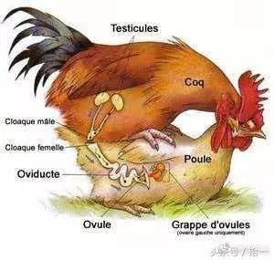 小伙子，听说你咬人不撒嘴，咱俩比比