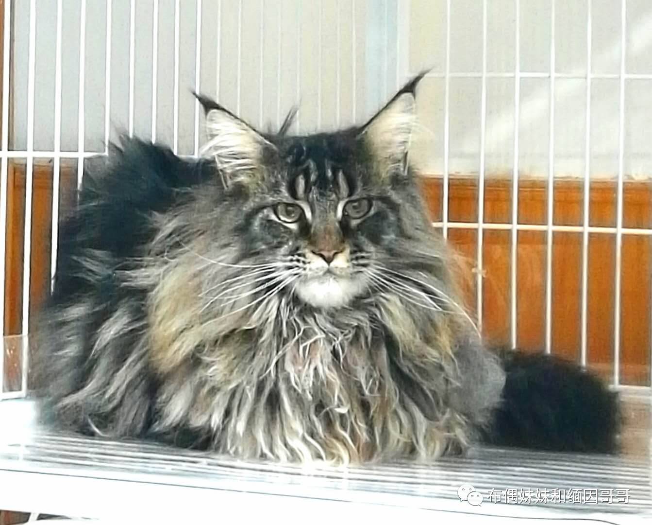 俄罗斯接回来的缅因猫,俄罗斯缅因猫多少钱一只