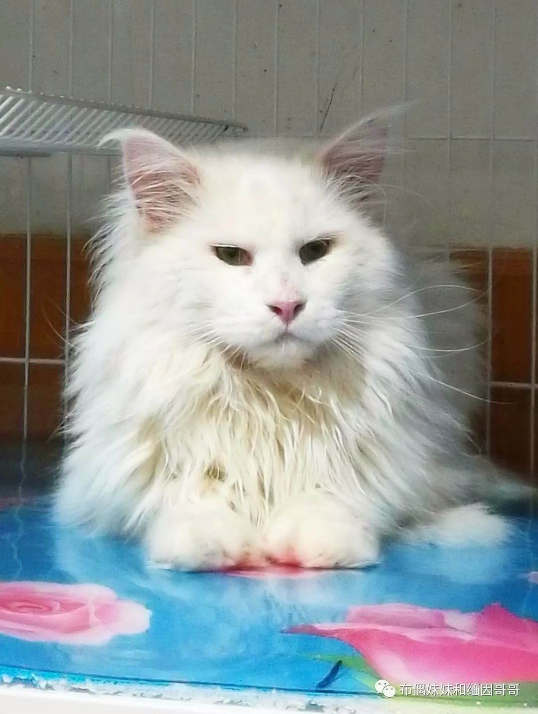 俄罗斯接回来的缅因猫,俄罗斯缅因猫多少钱一只