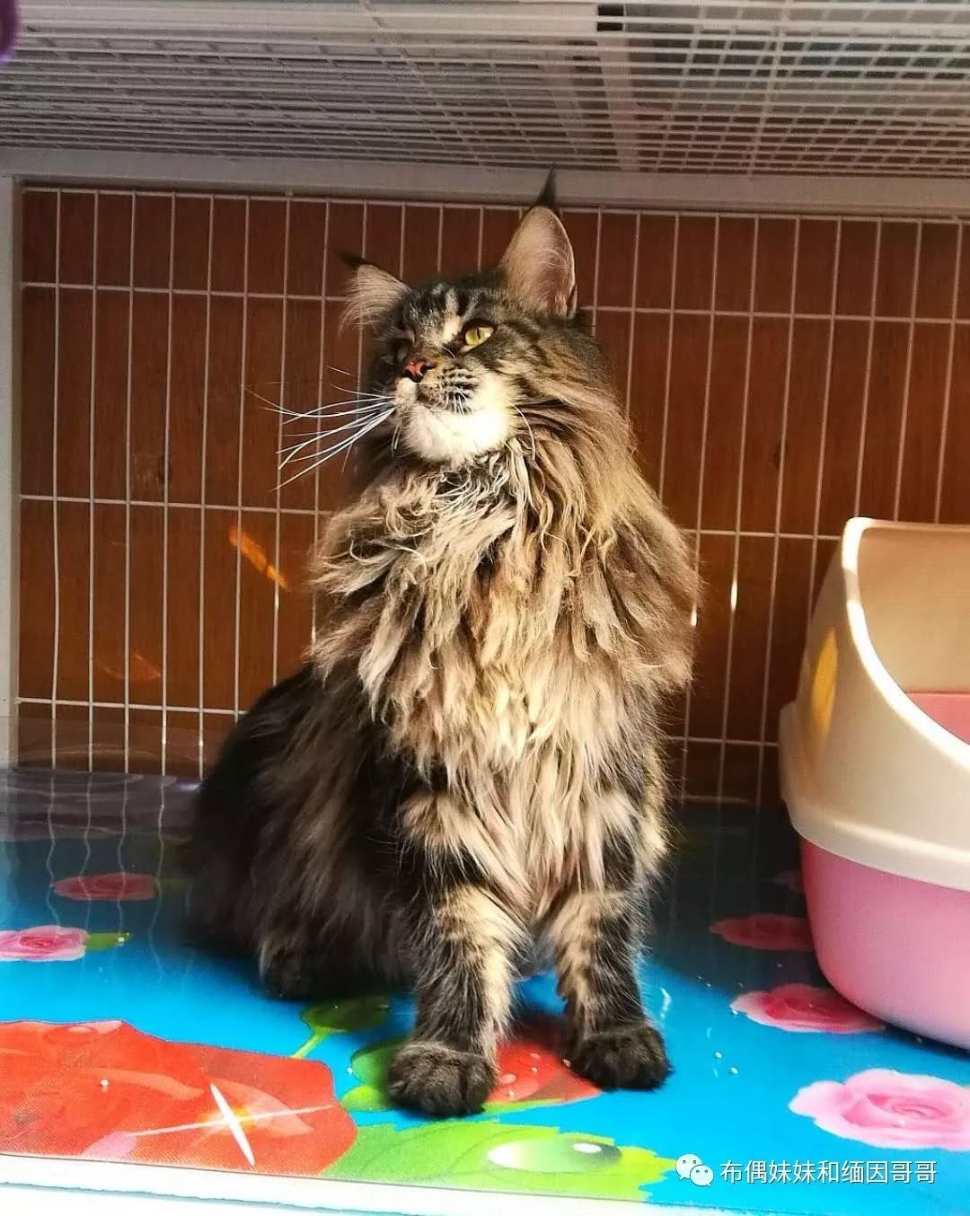 俄罗斯接回来的缅因猫,俄罗斯缅因猫多少钱一只