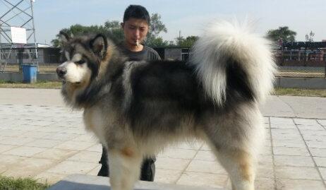 阿拉斯加幼犬和哈士奇幼犬区别,如何挑选阿拉斯加幼犬