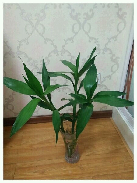 富贵竹越养越瘦是怎么回事,富贵竹越养越黄怎么办