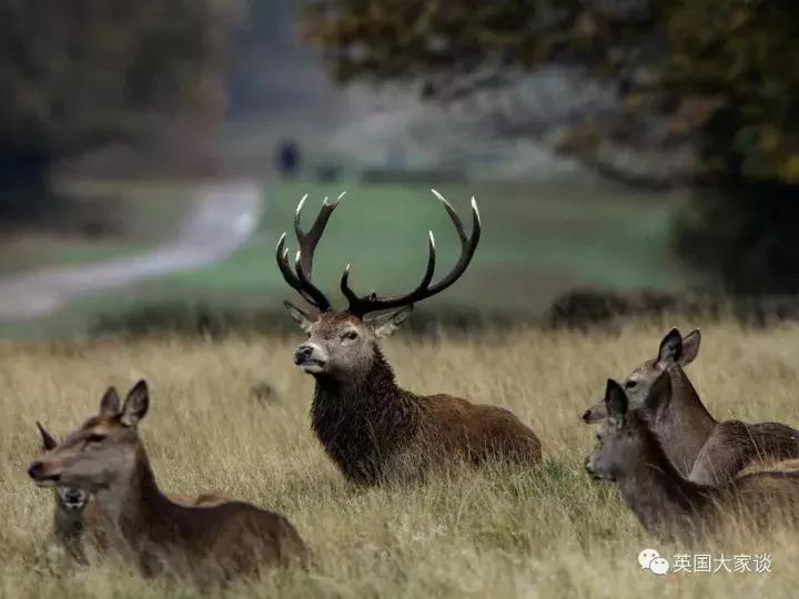 华人伦敦遭鹿攻击酿惨剧，事发地里士满公园警告：务必离鹿50米！