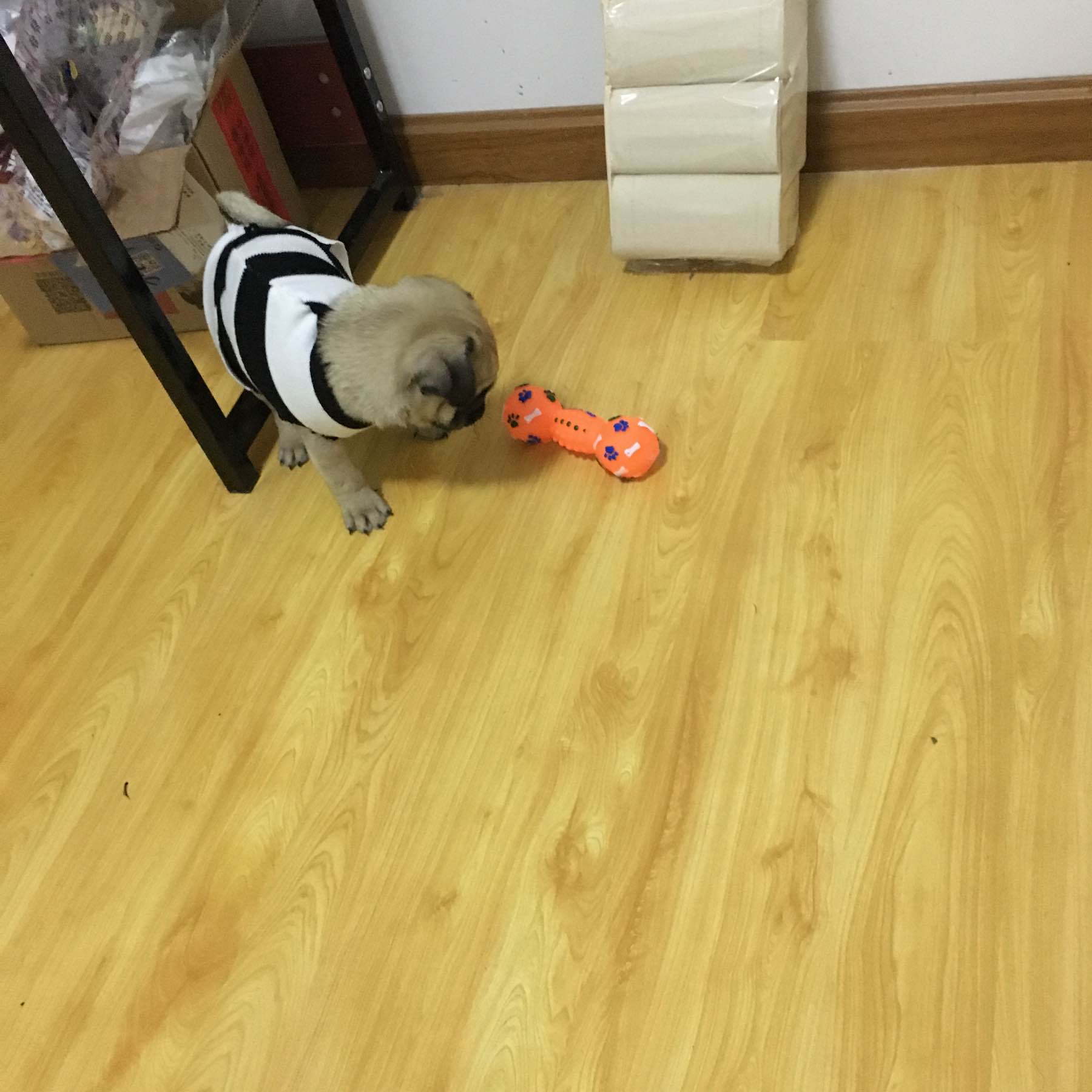 去宠物店买一只小狗狗,去宠物店买一只拉布拉多