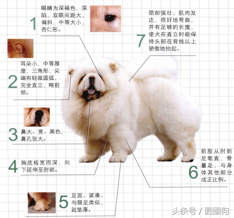 松狮犬打架视频,世界名犬有哪些