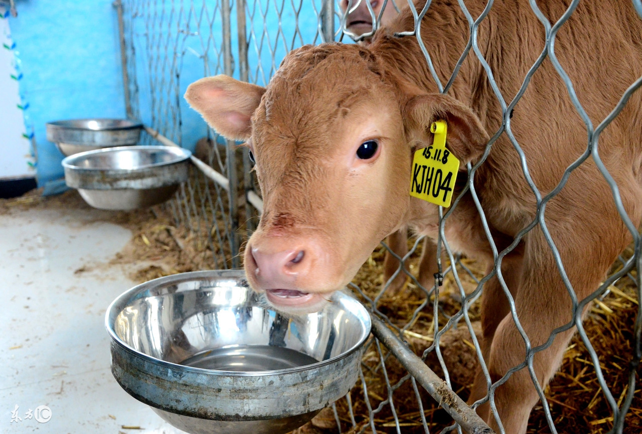 初生犊牛如何喂养,犊牛饲养方法和技巧