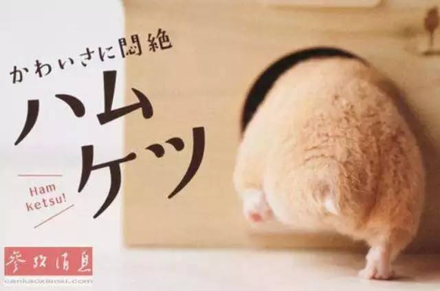 仓鼠前腿长了个大包怎么回事,仓鼠长了一个红色的疙瘩行动缓慢